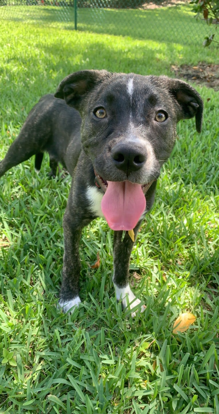 Leo, an American Pit Bull Terrier and American Staffordshire Terrier mix tested with EmbarkVet.com