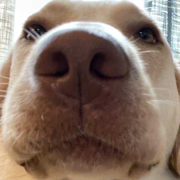 Ben, a Labrador Retriever and Great Pyrenees mix tested with EmbarkVet.com