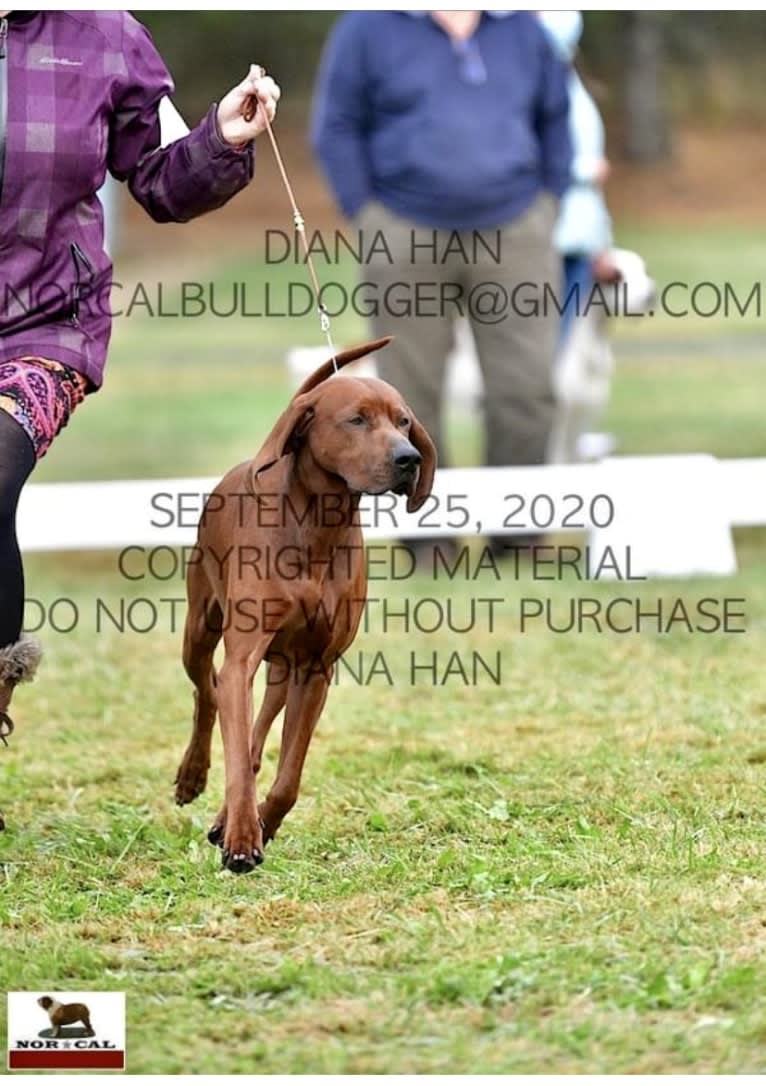 Toretto, a Redbone Coonhound tested with EmbarkVet.com