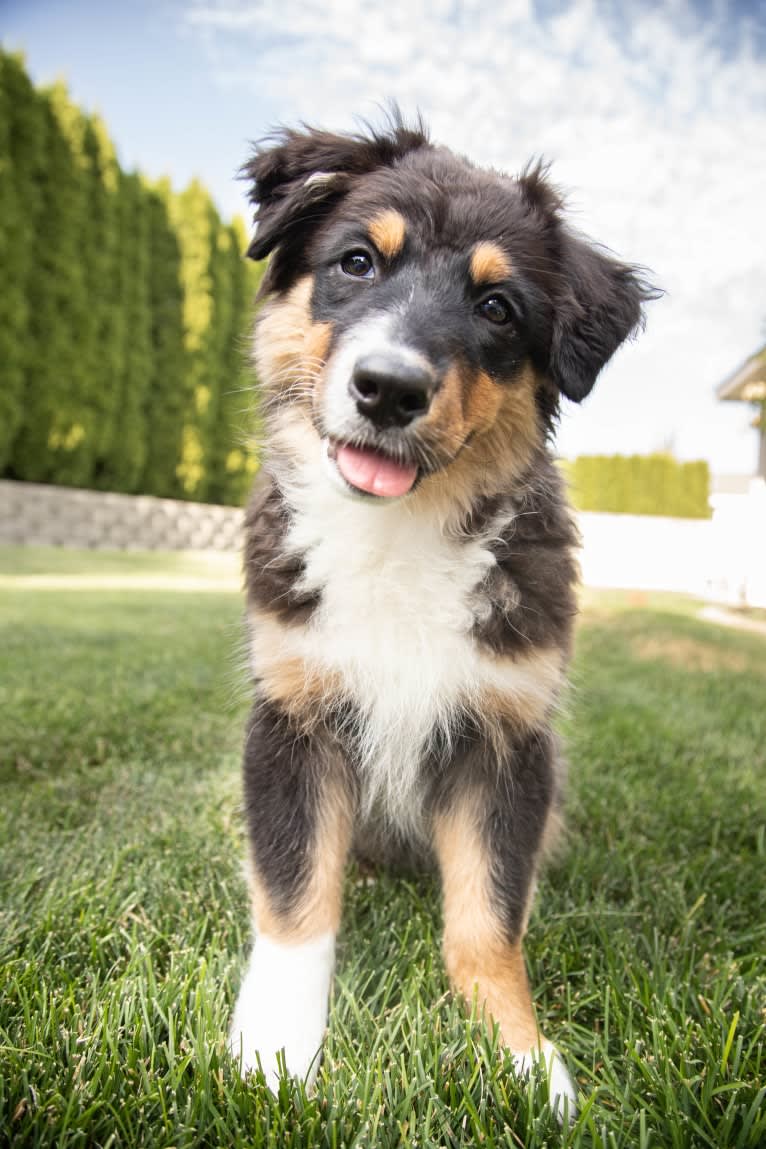 Tess, an Australian Shepherd tested with EmbarkVet.com