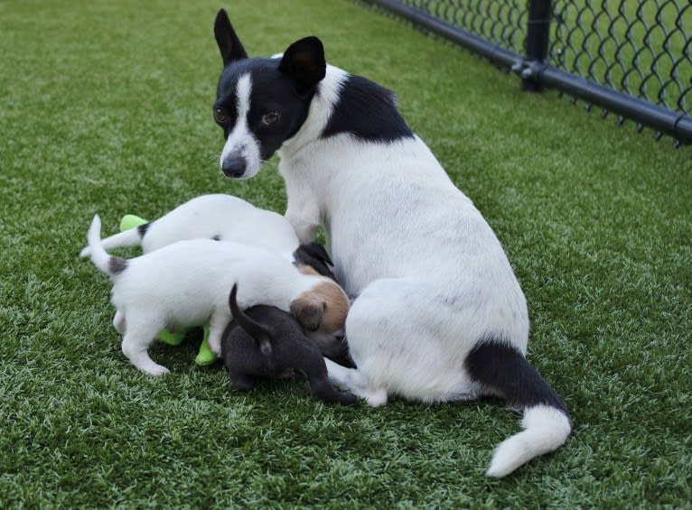 Wookie, a Chihuahua and West Highland White Terrier mix tested with EmbarkVet.com