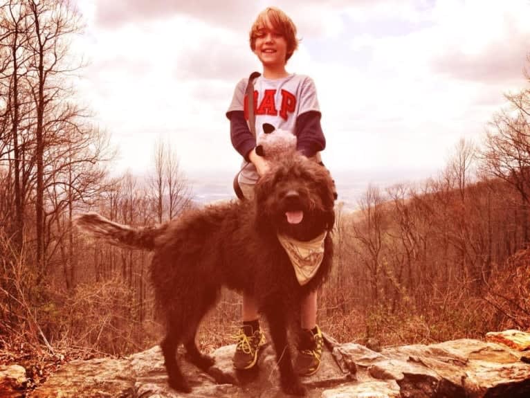 Buckley, a Labradoodle tested with EmbarkVet.com