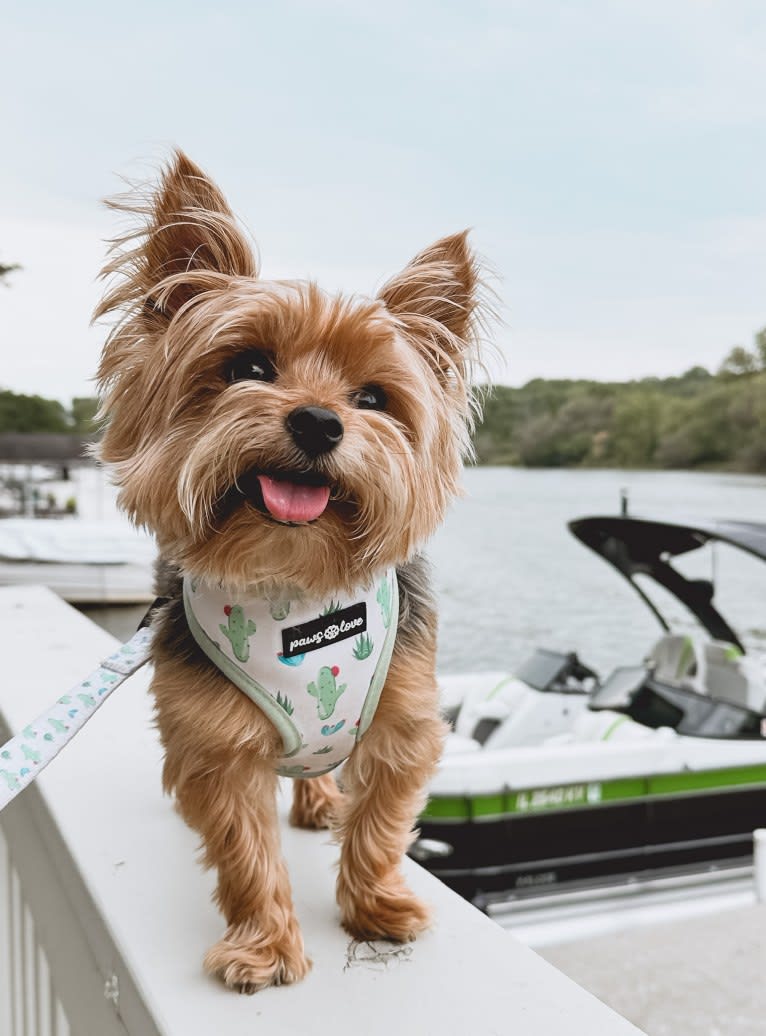 Benny, a Yorkshire Terrier tested with EmbarkVet.com