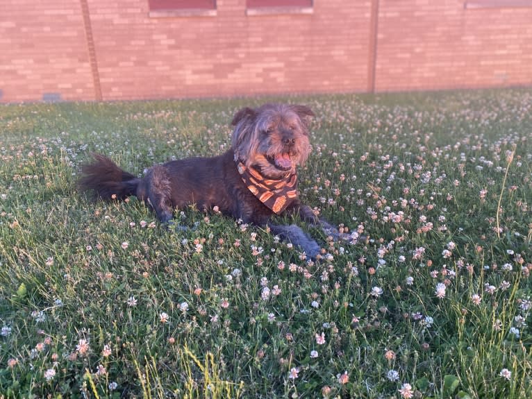 Boscoe, a Standard Schnauzer and Chinese Shar-Pei mix tested with EmbarkVet.com