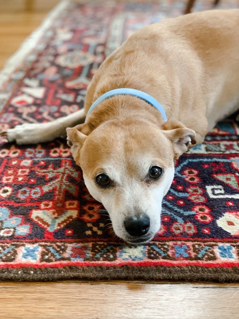 Marshall, a Chihuahua and Dachshund mix tested with EmbarkVet.com