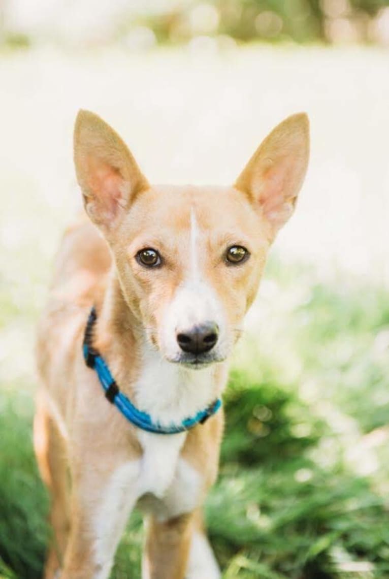 Ebo, a Basenji and Miniature Schnauzer mix tested with EmbarkVet.com