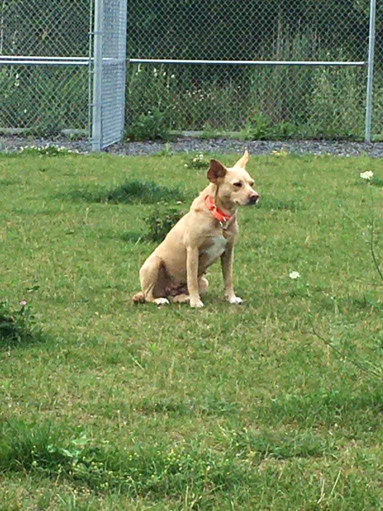 Ginger, a Chihuahua and American Pit Bull Terrier mix tested with EmbarkVet.com