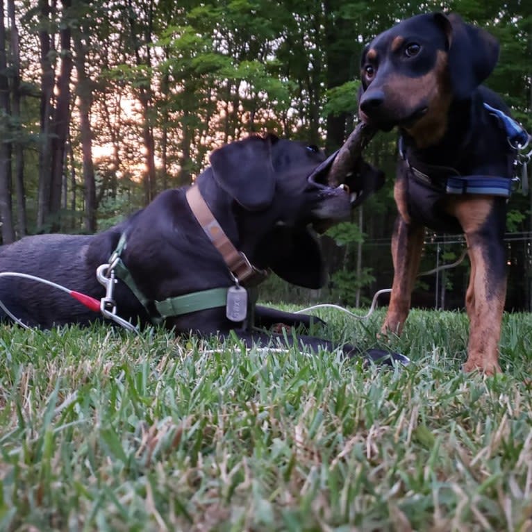 Boone, a Catahoula Leopard Dog and Poodle (Small) mix tested with EmbarkVet.com