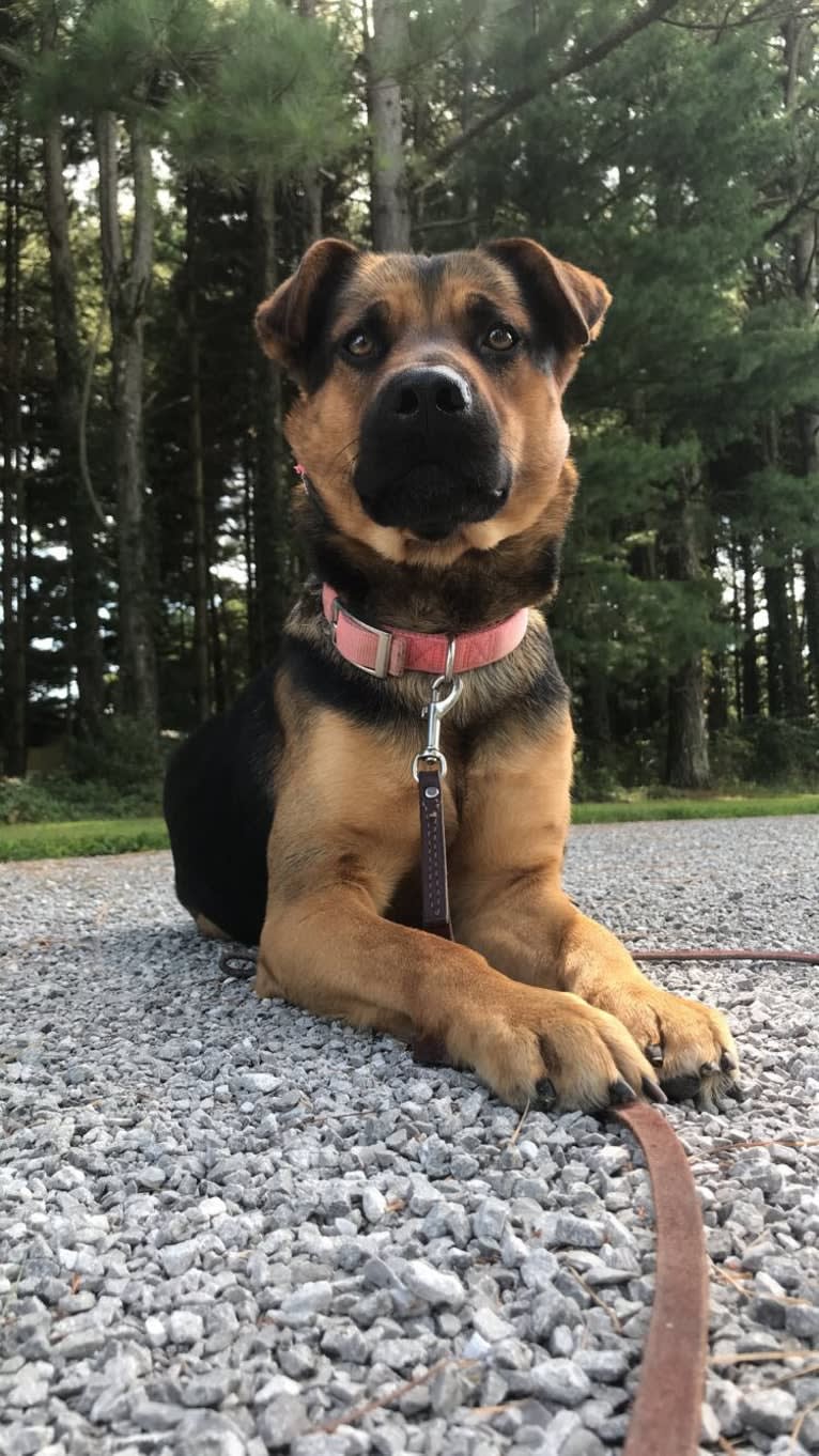 Kaydo, a German Shepherd Dog and Labrador Retriever mix tested with EmbarkVet.com