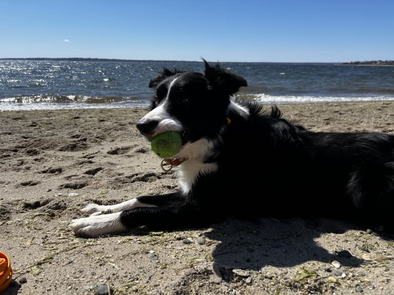 DDF Arlo, a Border Collie tested with EmbarkVet.com