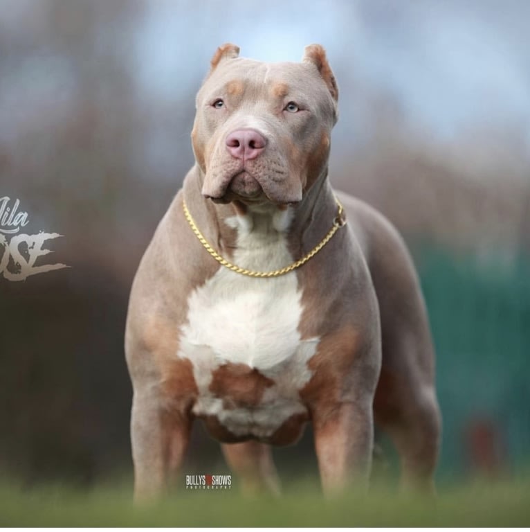 Top dog bullies Lila Rose, an American Bully tested with EmbarkVet.com