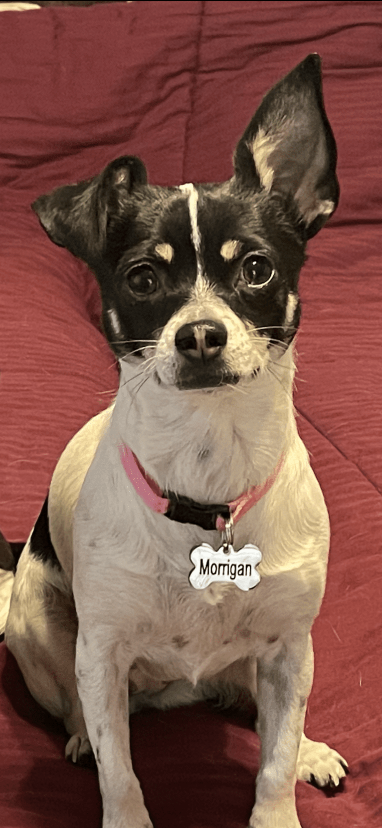 Morrigan, a Chihuahua and Poodle (Small) mix tested with EmbarkVet.com