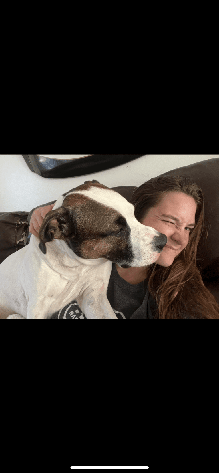 Dozer, an American Pit Bull Terrier and American Staffordshire Terrier mix tested with EmbarkVet.com