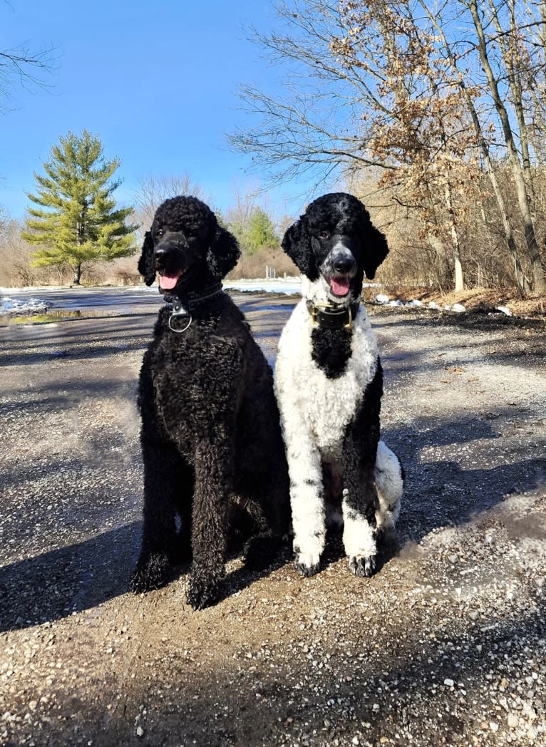 Archie, a Poodle tested with EmbarkVet.com