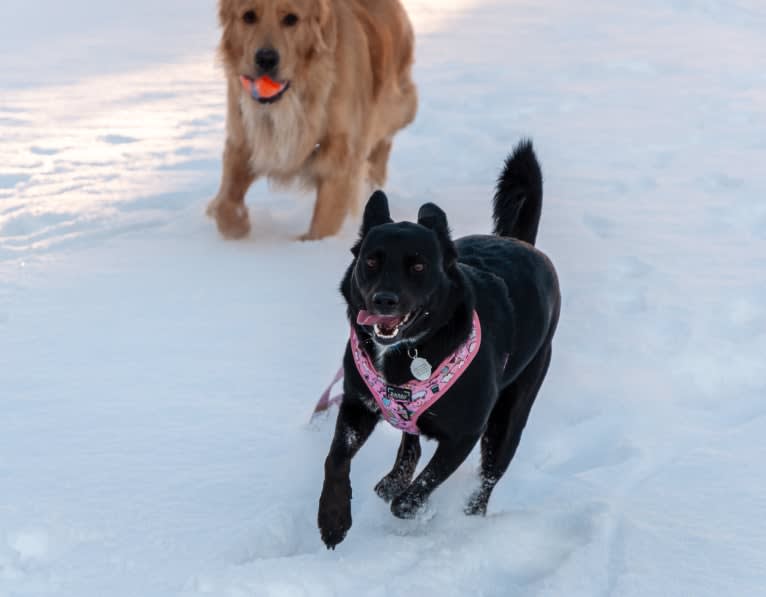 Clementine, a Labrador Retriever and Beagle mix tested with EmbarkVet.com