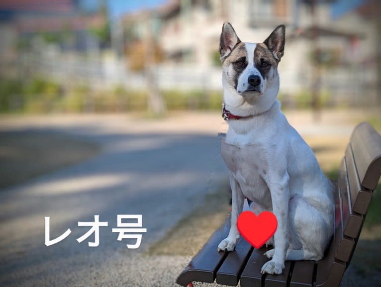 LEO, a Japanese or Korean Village Dog tested with EmbarkVet.com