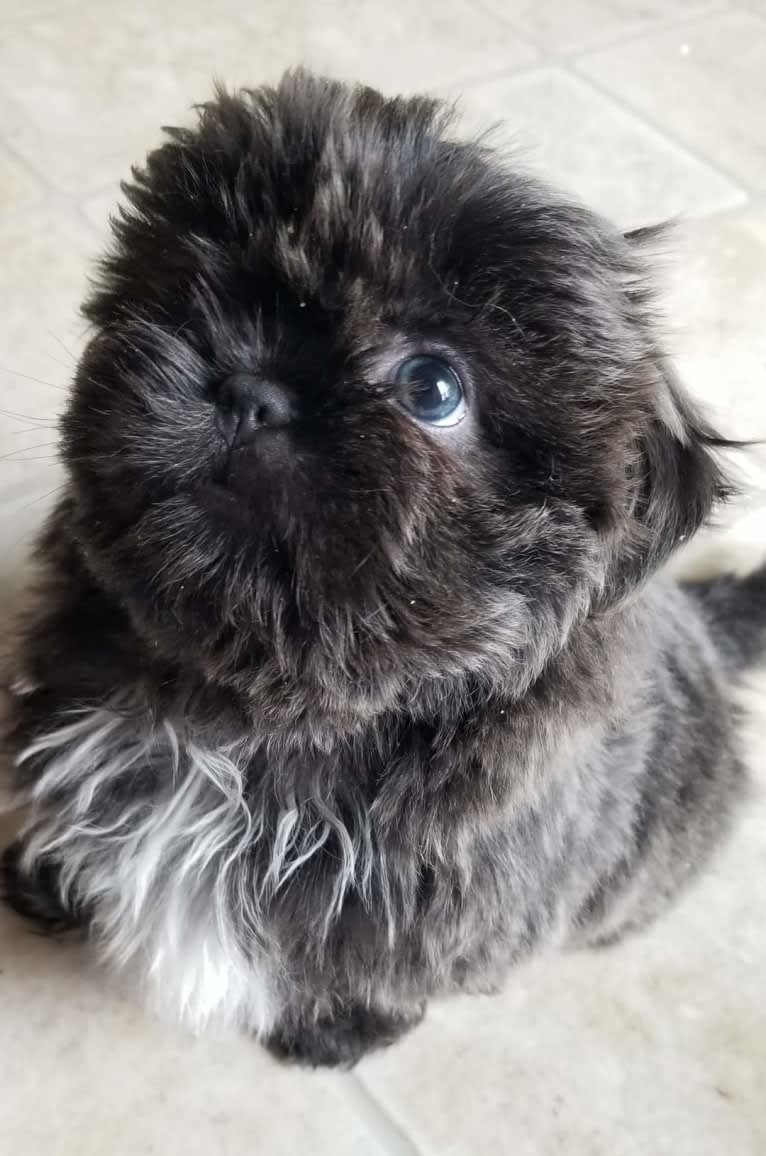 Morpheus, a Shih Tzu tested with EmbarkVet.com