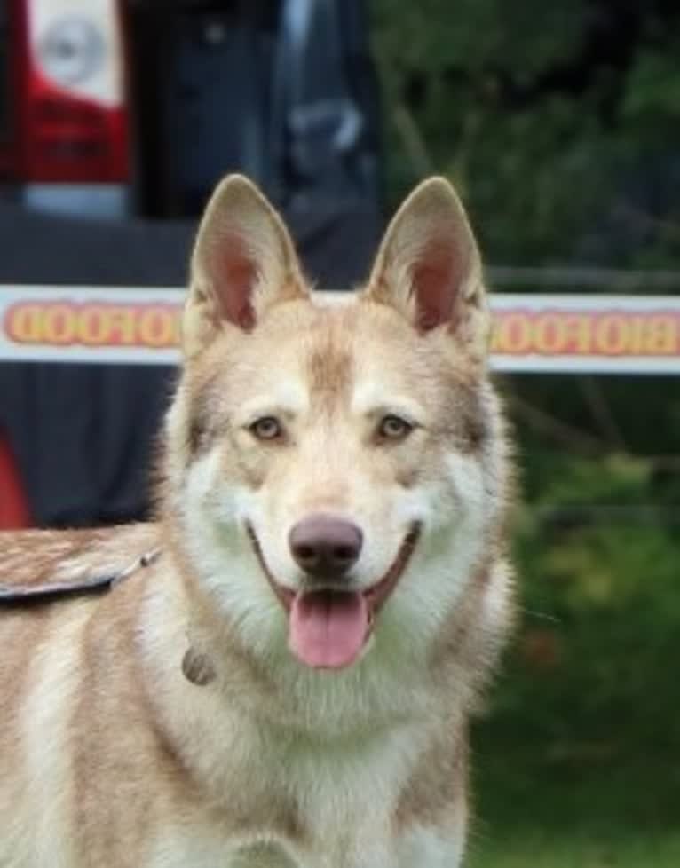 Indy (Roku), a Saarloos Wolfdog and Norwegian Elkhound mix tested with EmbarkVet.com