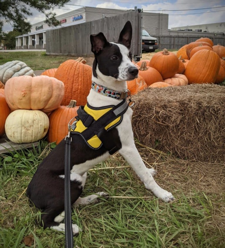 "Tama" Tamago, an American Pit Bull Terrier and Australian Cattle Dog mix tested with EmbarkVet.com