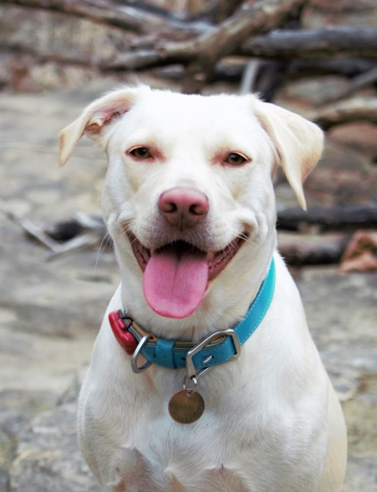 Binky, a Staffordshire Terrier and Labrador Retriever mix tested with EmbarkVet.com