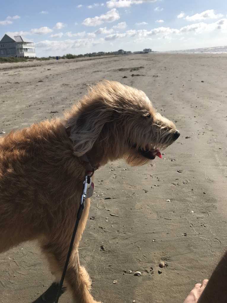 Luna, a Labradoodle tested with EmbarkVet.com