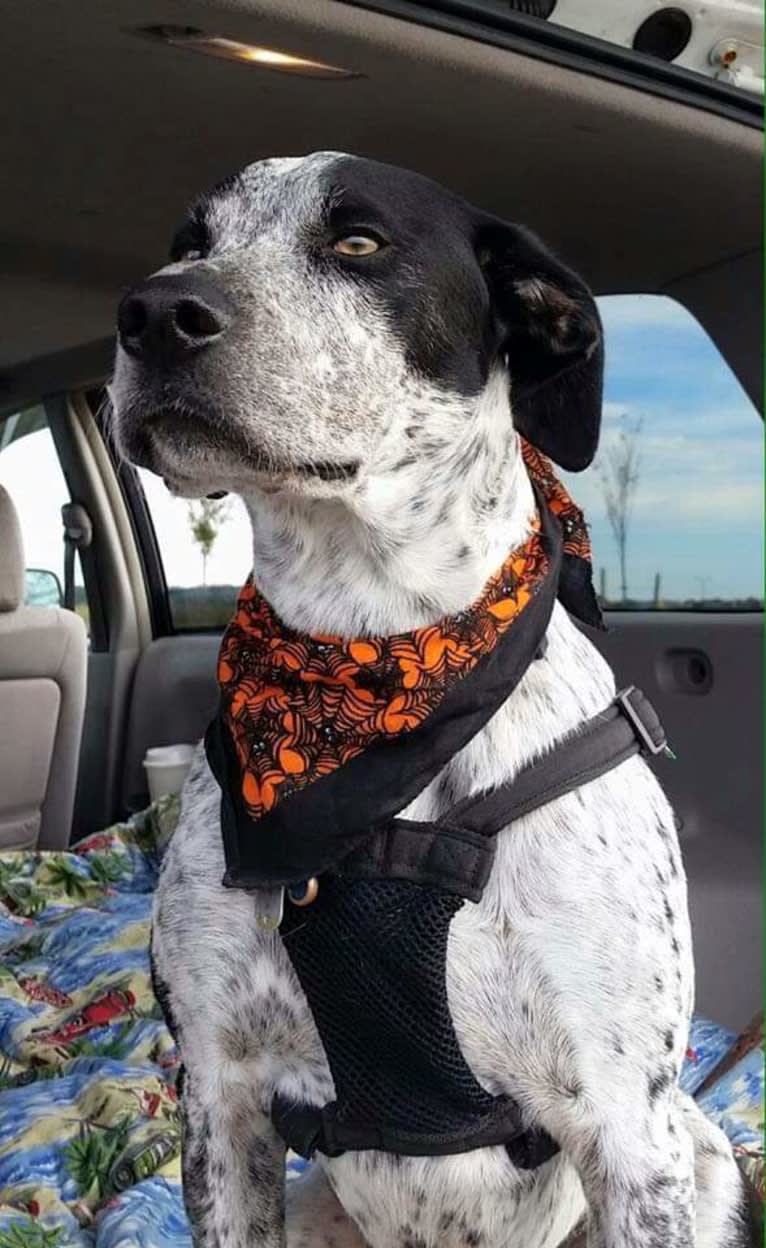 Max, a Border Collie and Pointer mix tested with EmbarkVet.com