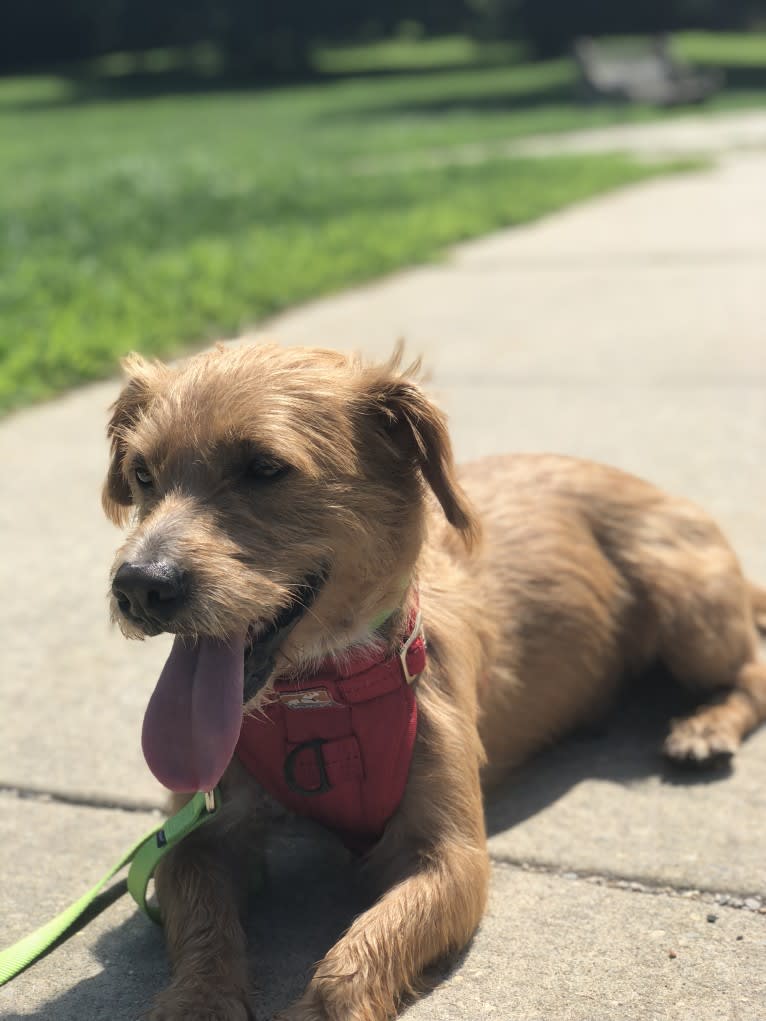 Henri Matisse, a Rat Terrier and Chihuahua mix tested with EmbarkVet.com