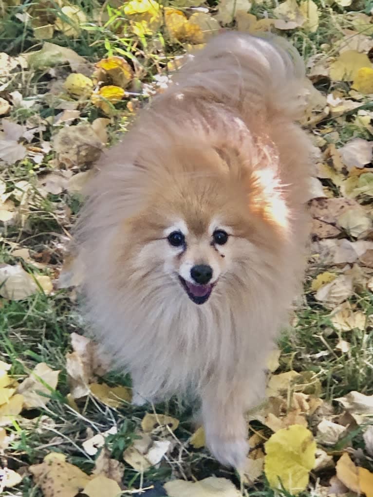 Grizzle, a Pomeranian tested with EmbarkVet.com