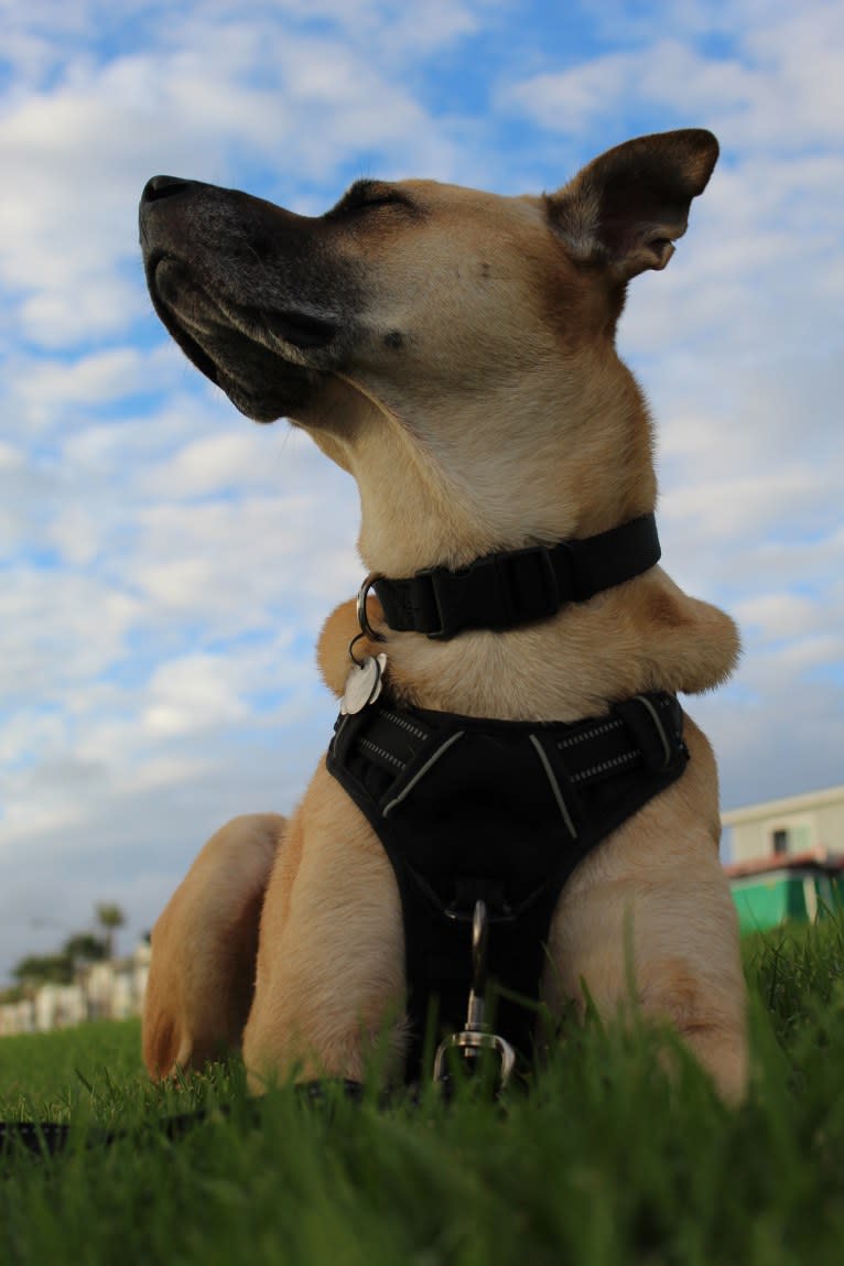 Victor, a Chow Chow and American Pit Bull Terrier mix tested with EmbarkVet.com