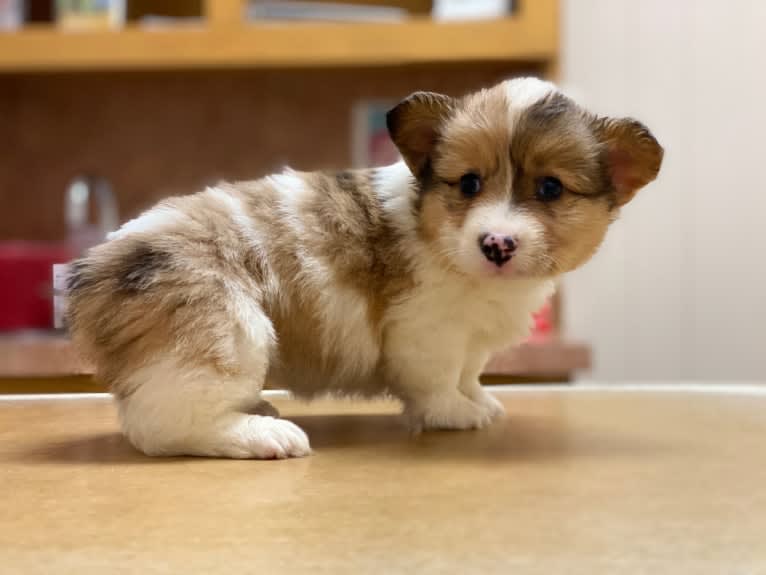 Ziggy, a Pembroke Welsh Corgi and Cardigan Welsh Corgi mix tested with EmbarkVet.com