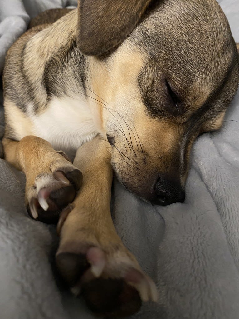 Milo, a Chihuahua and Rat Terrier mix tested with EmbarkVet.com