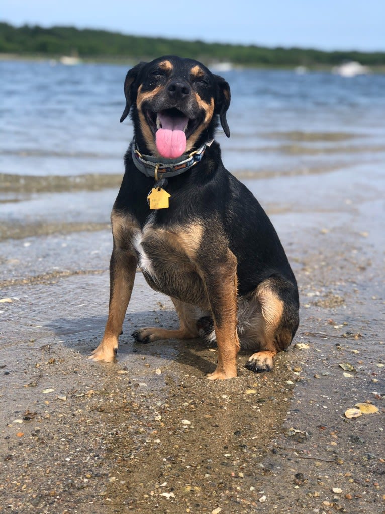 Cody, a Rat Terrier and Cocker Spaniel mix tested with EmbarkVet.com