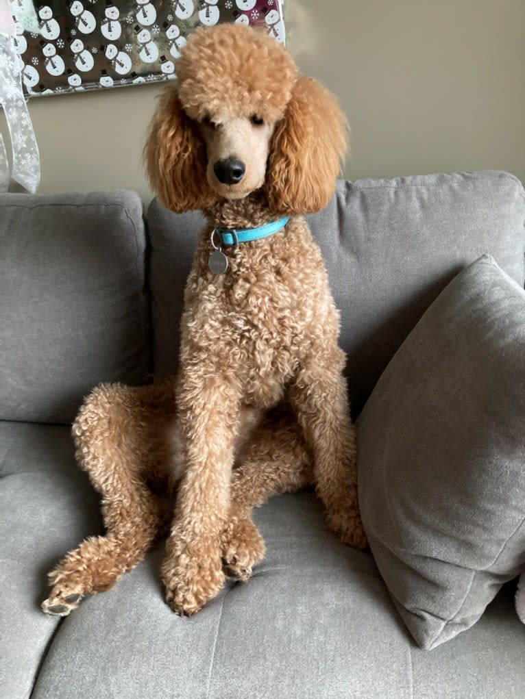 Odem, a Poodle tested with EmbarkVet.com