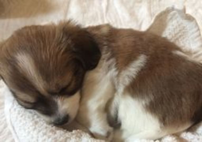 Winham’s Cowboy Cody of Cowgirl Cotons, a Coton de Tulear tested with EmbarkVet.com