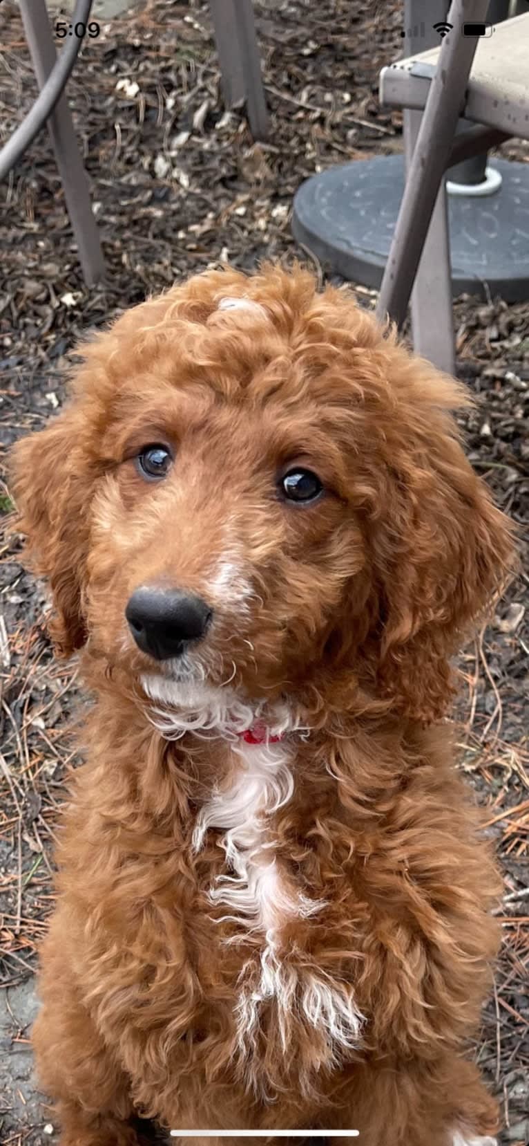 Figgy, a Goldendoodle tested with EmbarkVet.com