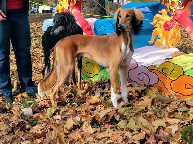 Chromie, a Saluki tested with EmbarkVet.com