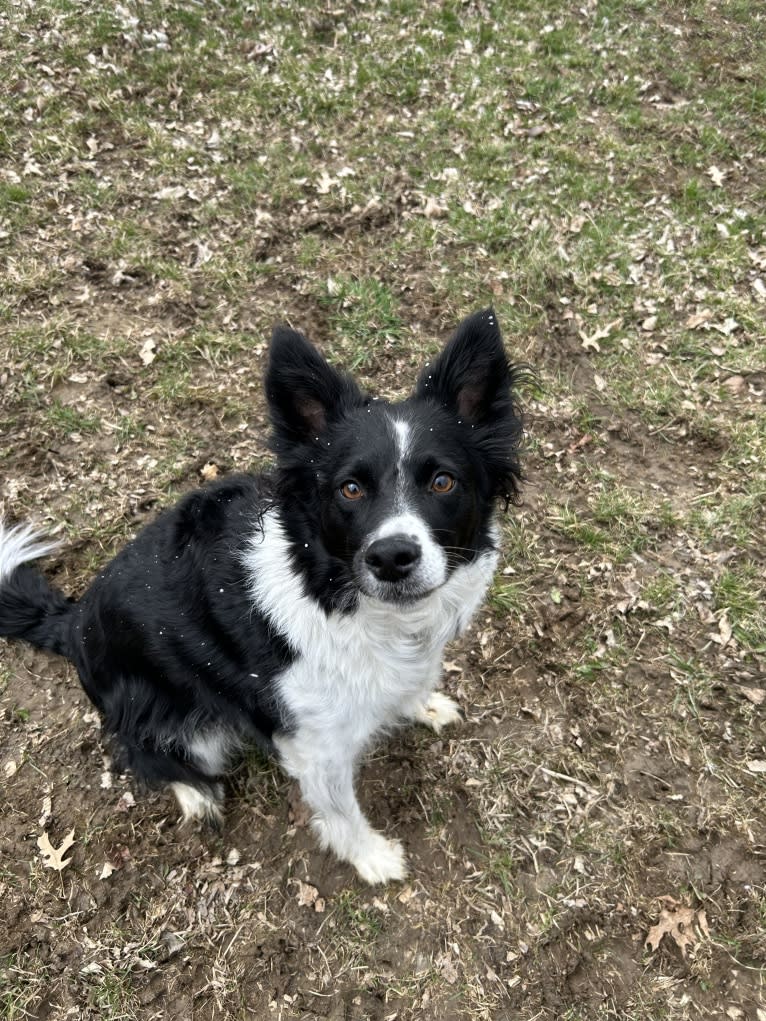 Finch, a Border Collie and American Eskimo Dog mix tested with EmbarkVet.com