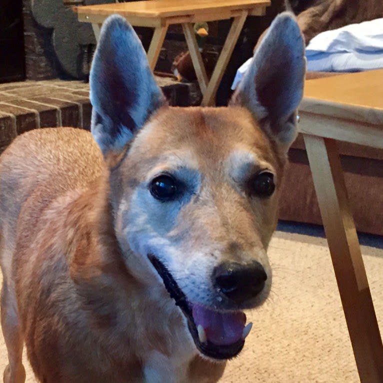 Tico, an American Village Dog and Collie mix tested with EmbarkVet.com