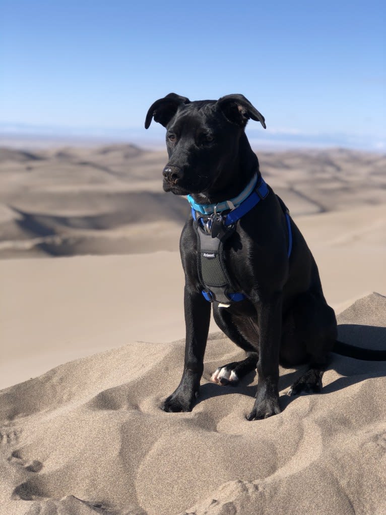 Bruin, an American Pit Bull Terrier and Boxer mix tested with EmbarkVet.com