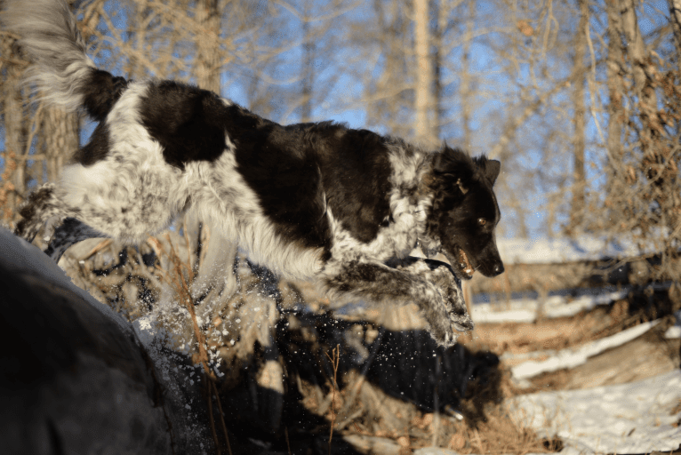 Hermes, an Australian Cattle Dog and Maremma Sheepdog mix tested with EmbarkVet.com