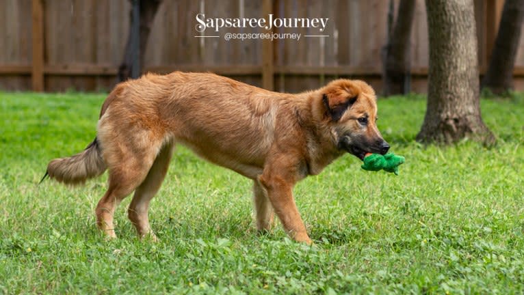 Journey, a Chinese Village Dog tested with EmbarkVet.com