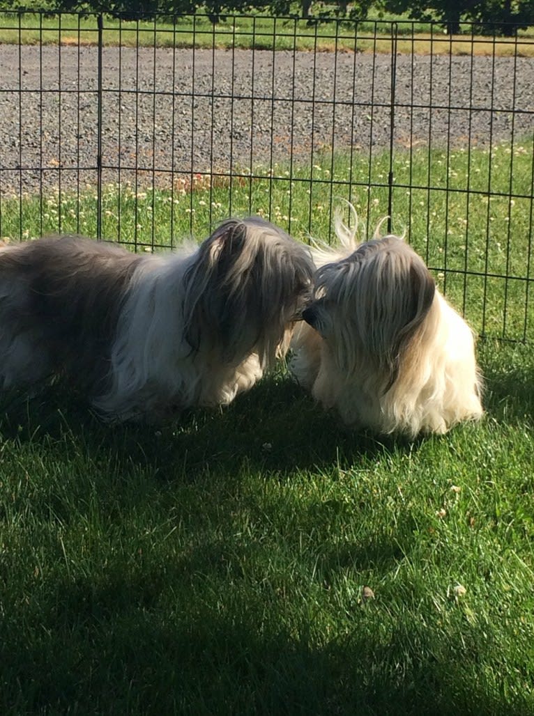 Winham’s Cowboy Cody of Cowgirl Cotons, a Coton de Tulear tested with EmbarkVet.com