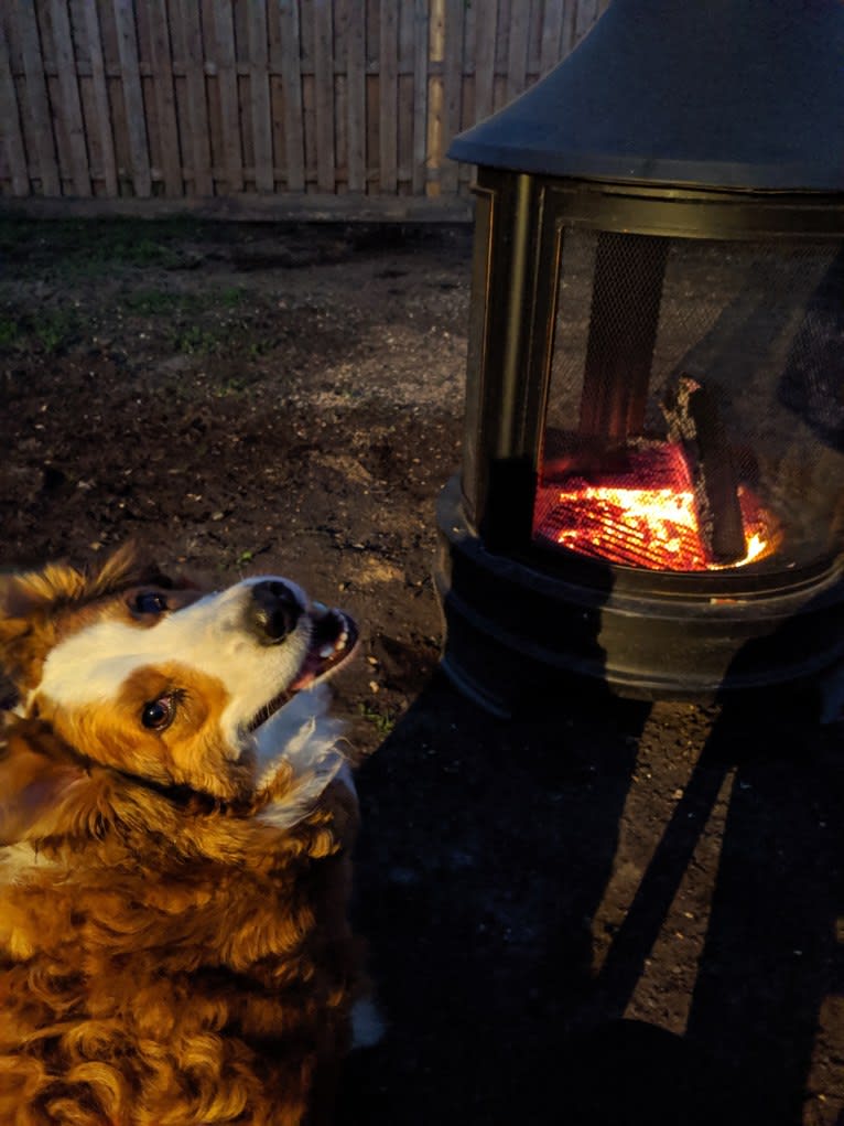 Daisy, a Bernese Mountain Dog and Collie mix tested with EmbarkVet.com