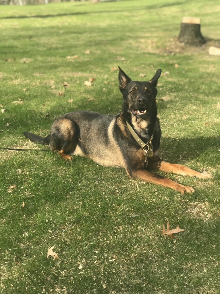 Boston, an Australian Cattle Dog and American Pit Bull Terrier mix tested with EmbarkVet.com