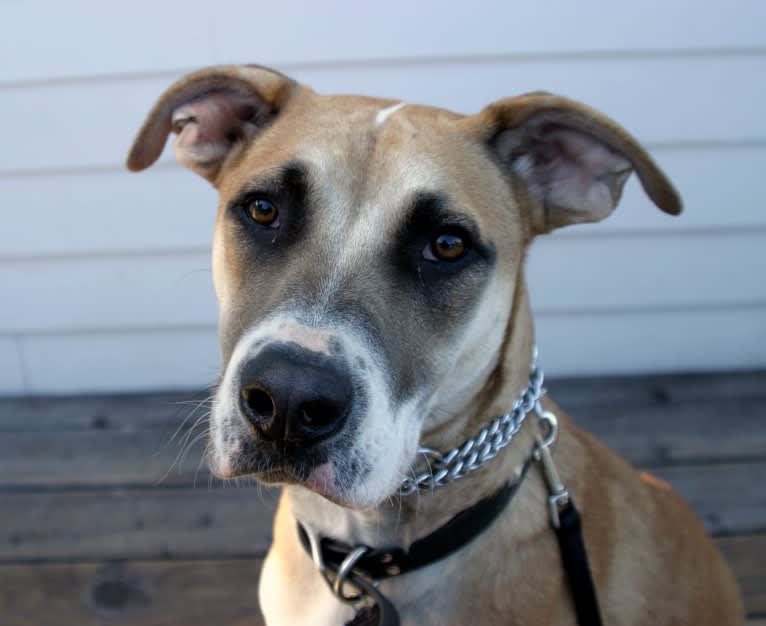 Jack, a German Shepherd Dog and American Pit Bull Terrier mix tested with EmbarkVet.com