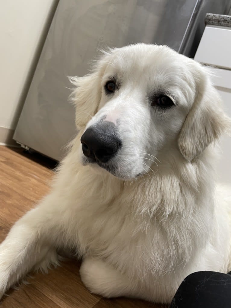 Finn, a Great Pyrenees and Beagle mix tested with EmbarkVet.com