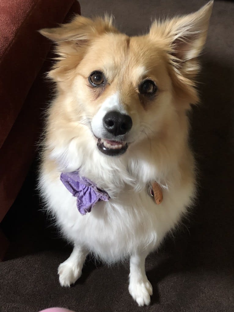 Eevee, an American Eskimo Dog and Miniature/MAS-type Australian Shepherd mix tested with EmbarkVet.com