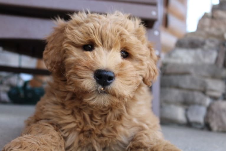 Charly, a Goldendoodle tested with EmbarkVet.com