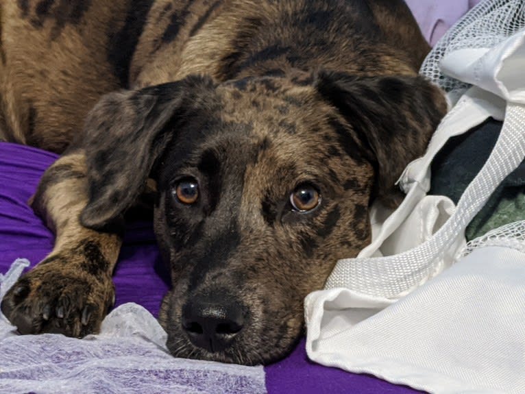 Blake, an American Bully and Dachshund mix tested with EmbarkVet.com