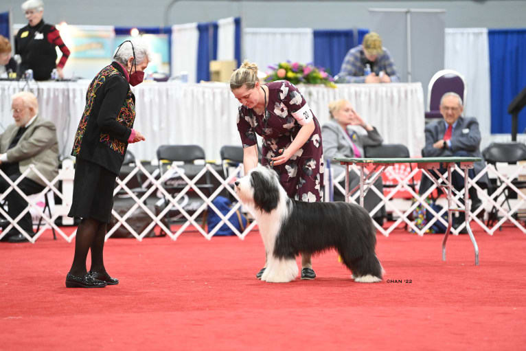 Betty, a Bearded Collie tested with EmbarkVet.com